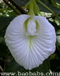 Clitoria ternatea ALBIFLORA